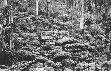 Photograph, Traska Dell - Fernshaw, Victoria