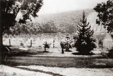 Photograph, The Stokes family home and orchard blanketed with snow, corner Nyora and Eucalyptus roads, Eltham, Winter 1951, 1951
