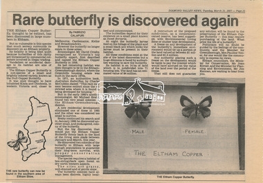 Newsclipping, Rare butterfly is discovered again by Fabrizio Calfuri, Diamond Valley News, 31 March 1987, p21, 31 Mar 1987