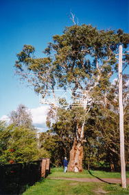 Photograph, A walk through the cemetery at Kangaroo Ground, Diana Bassett-Smith, 1 October 2001, 2001