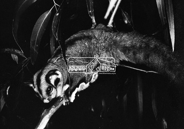 Photograph, Sugar Glider - David Munro, 1971