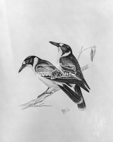 Photograph, Grey Butcher Birds - Margo Pederson, 1971