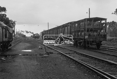 Photograph, Sheep loaded in livestock wagons, Echuca Railway Station, c.August 1963, 1963