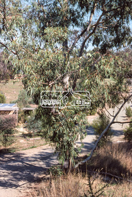 Photograph, Vegetation, Riverhill Drive, Lower Plenty, c.March 1981, 1981
