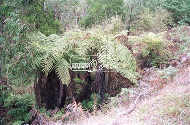 Negative - Photograph, Tree ferns beside Maroondah Aqueduct, Kangaroo Ground, 1991