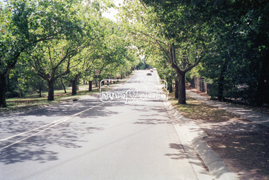 Photograph, Looking north along Main Road and the Avenue of Honour from near Dalton Street, Eltham South, c.1989, 1989