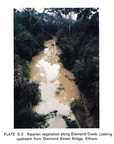 Work on paper (Sub-Item) - Photograph, Riparian vegetation along Diamond Creek. Looking upstream from Diamond Street Bridge, Eltham