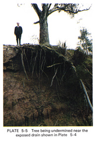 Work on paper (Sub-Item) - Photograph, Tree being undermined near an exposed drain on the west bank of Diamond Creek upstream of Bridge Street, Eltham