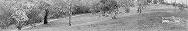 Photograph, Significant Eucalyptus tree, Diamond Creek Trail, Alistair Knox Park, Eltham, c.1985