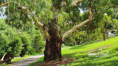 Photograph, Alison Delaney, Significant Eucalyptus tree, Diamond Creek Trail, Alistair Knox Park, Eltham, 21 Feb 2020