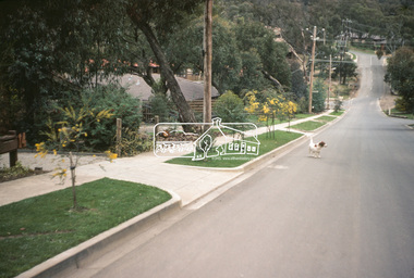 Photograph, Beard Street, Eltham, 3 Sep 1981