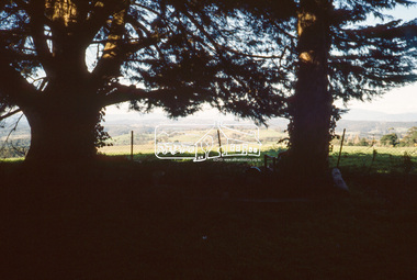 Slide - Photograph, Memorial Park, Garden Hill, Kangaroo Ground, c.May1990