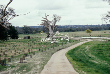Slide - Photograph, Main Yarra Trail, Lower Plenty, c.Aug. 1990