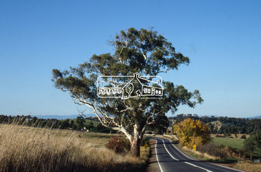 Slide - Photograph, Basalt Manna Gum, Eltham-Yarra Glen Road, Kangaroo Ground, c.1992