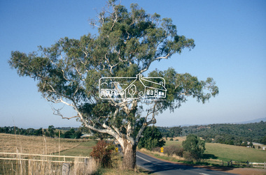 Slide - Photograph, Basalt Manna Gum, Eltham-Yarra Glen Road, Kangaroo Ground, c.1992