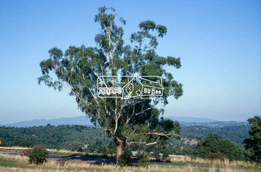 Slide - Photograph, Basalt Manna Gum, Eltham-Yarra Glen Road, Kangaroo Ground, c.1992