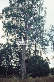 Slide - Photograph, Sugar Gum, 295 Eltham-Yarra Glen Road, Kangaroo Ground, c.1992