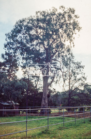 Slide - Photograph, Sugar Gum, 295 Eltham-Yarra Glen Road, Kangaroo Ground, c.1992