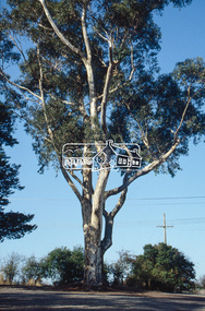 Slide - Photograph, Sugar Gum, 295 Eltham-Yarra Glen Road, Kangaroo Ground, c.1992