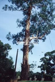 Slide - Photograph, Manna Gum, Main Road, Eltham South, c.Mar. 1993