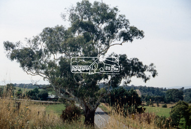 Slide - Photograph, Basalt Manna Gum, Eltham-Yarra Glen Road, Kangaroo Ground, c.Mar. 1993