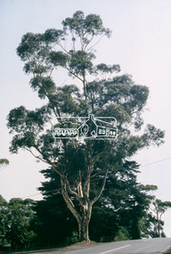 Slide - Photograph, Sugar Gum, 295 Eltham-Yarra Glen Road, Kangaroo Ground, c.Mar. 1993