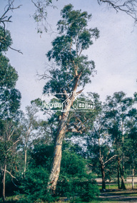 Slide - Photograph, Candlebark, Eltham Lower Park, c.Apr. 1993
