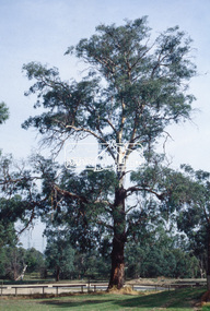 Slide - Photograph, Candlebark, Eltham Lower Park, c.Apr. 1993
