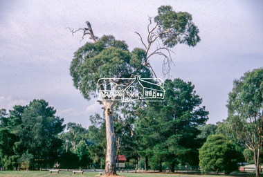 Slide - Photograph, Candlebark, Eltham Lower Park, c.Apr. 1993