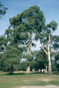 Slide - Photograph, Candlebark, Eltham Lower Park, c.Apr. 1993