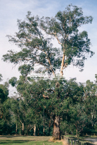 Slide - Photograph, Candlebark, Eltham Lower Park, c.Apr. 1993