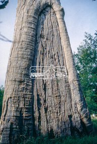 Slide - Photograph, Scar tree, Lower Plenty, c.Apr. 1993