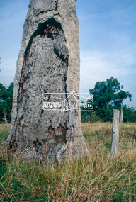 Slide - Photograph, Scar tree, Lower Plenty, c.Apr. 1993