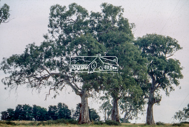 Slide - Photograph, Red Gums, Stawell Road, Lower Plenty, c.Apr. 1993