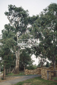 Slide - Photograph, Red Gum, Stawell Road, Lower Plenty, c.Apr. 1993
