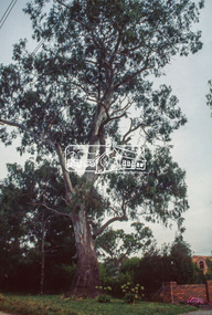 Slide - Photograph, Red Gum, Stawell Road, Lower Plenty, c.Apr. 1993