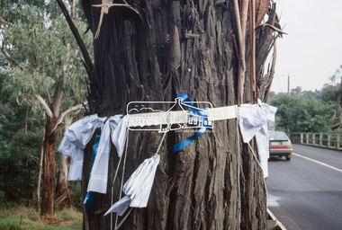 Slide - Photograph, World Environment Day 1993, Manna Gum, Main Road, Eltham South, 5 June 1993