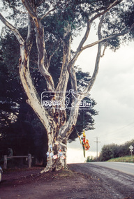 Slide - Photograph, World Environment Day 1993, Sugar Gum, 295 Eltham-Yarra Glen Road, Kangaroo Ground, 5 June 1993
