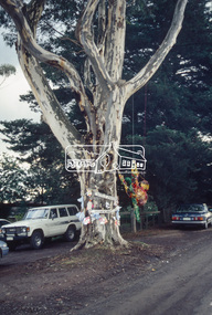 Slide - Photograph, World Environment Day 1993, Sugar Gum, 295 Eltham-Yarra Glen Road, Kangaroo Ground, 5 June 1993