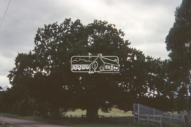 Slide - Photograph, Donaldson's Oak, Donaldson Road, Kangaroo Ground, c.1993