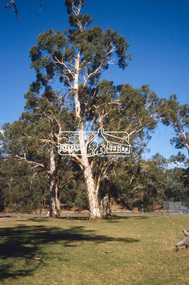 Slide - Photograph, Candlebark, Eltham Lower Park, c.Nov. 2001