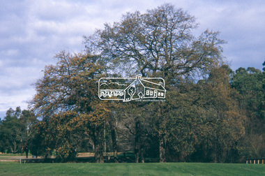 Slide - Photograph, Oak trees, Pitt Street Rugby field, Eltham, c.Nov. 2001