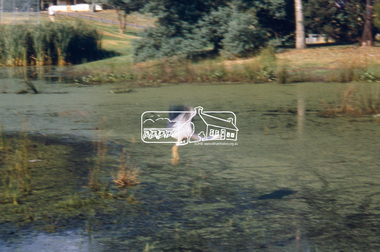 Slide - Photograph, Ferguson's Paddock, Arthurs Creek Road, Hurstbridge, c.Nov. 2001