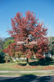 Slide - Photograph, Autumn tree, corner of Bible and Grove Streets, Eltham, c.2004