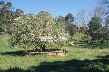 Slide - Photograph, Batman Apple tree (Malus pumila), Plenty RIver Walking Trail, Corowa Crescent, Greensborough, c.2004