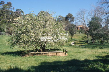 Slide - Photograph, Batman Apple tree (Malus pumila), Plenty RIver Walking Trail, Corowa Crescent, Greensborough, c.2004