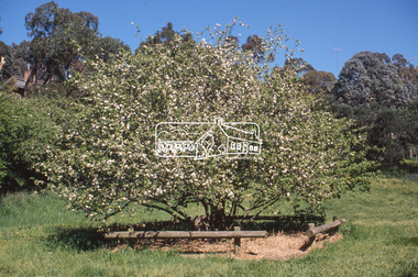 Slide - Photograph, Batman Apple tree (Malus pumila), Plenty RIver Walking Trail, Corowa Crescent, Greensborough, c.2004