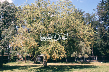 Slide - Photograph, Cork Oak, Montsalvat, Eltham, c.2004