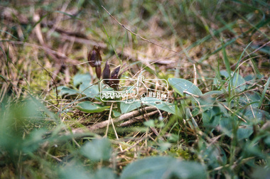 Slide - Photograph, Bird Orchid, Sweeneys Flats, Eltham, c.2004