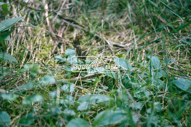Slide - Photograph, Bird Orchid, Sweeneys Flats, Eltham, c.2004